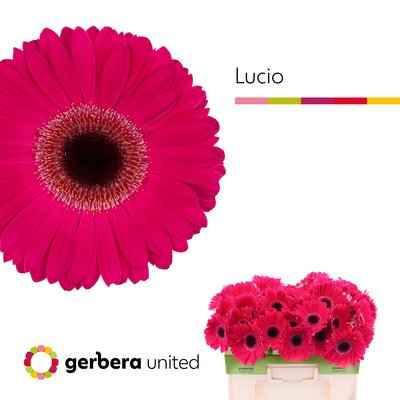 Срезанные цветы оптом Gerbera lucio от 50шт из Голландии с доставкой по России