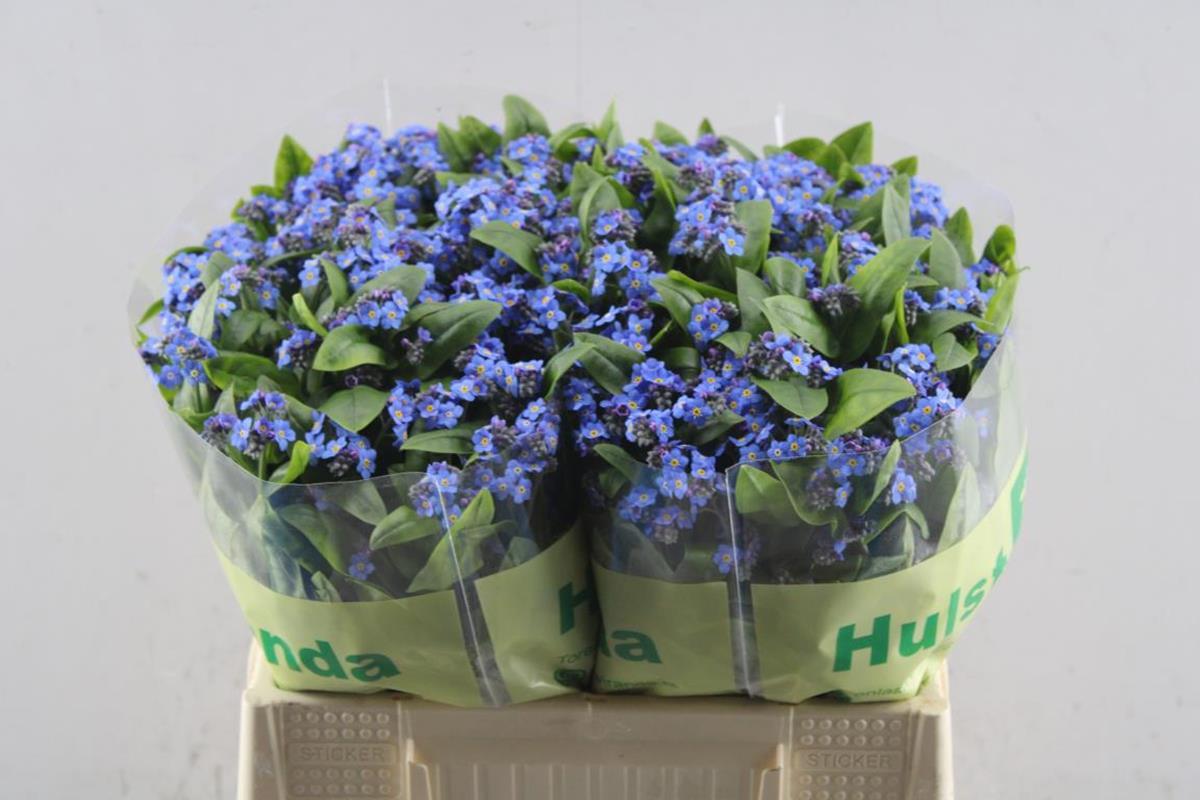 Срезанные цветы оптом Myosotis blue memory от 80шт из Голландии с доставкой по России