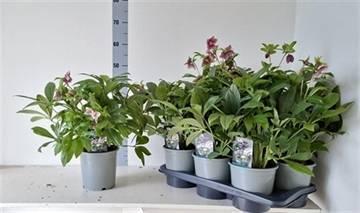 Горшечные цветы и растения оптом Hell Viv Eloisa от 6шт из Голландии с доставкой по России