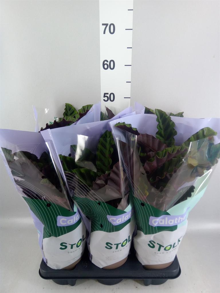 Горшечные цветы и растения оптом Calathea velvet Glory A от 6шт из Голландии с доставкой по России