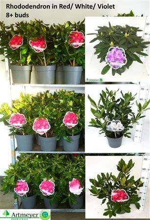 Горшечные цветы и растения оптом Rhod Cat Vrije Kleuren Outdoor от 1шт из Голландии с доставкой по России