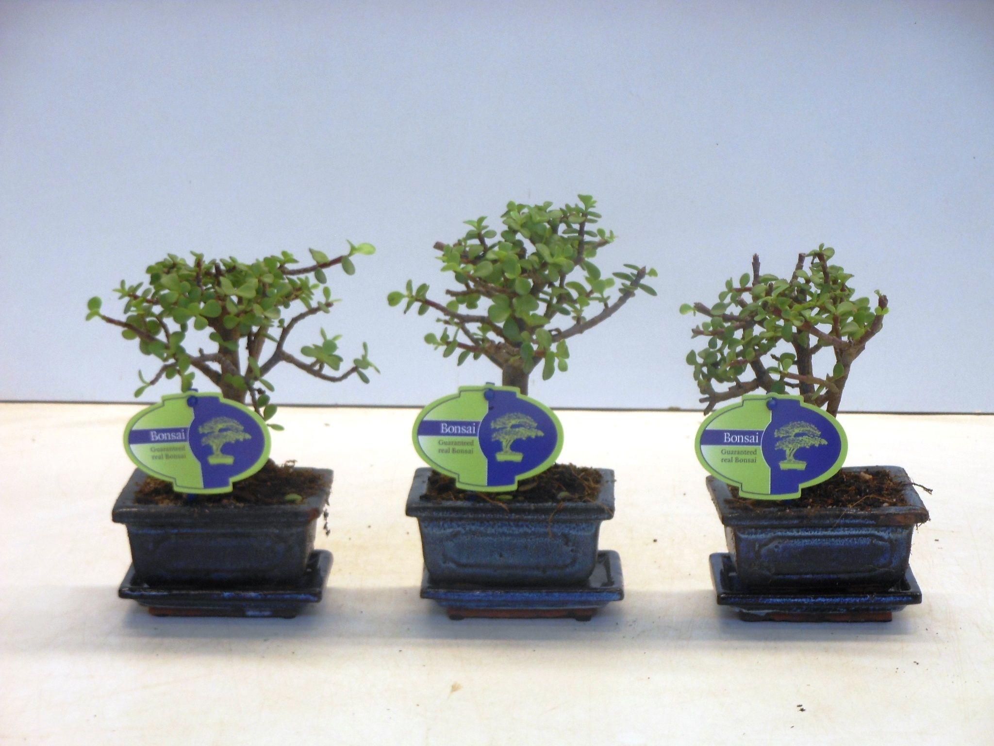 Горшечные цветы и растения оптом Bonsai Portulacaria Afra, With от 12шт из Голландии с доставкой по России Горшечные цветы и растения оптом Bonsai Portulacaria Afra, With от 12шт из Голландии с доставкой по России