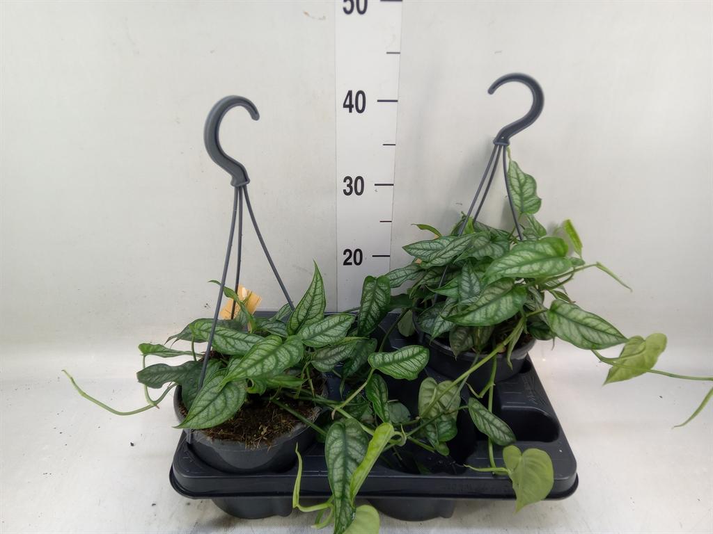 Горшечные цветы и растения оптом Monstera Siltepecana от 2шт из Голландии с доставкой по России