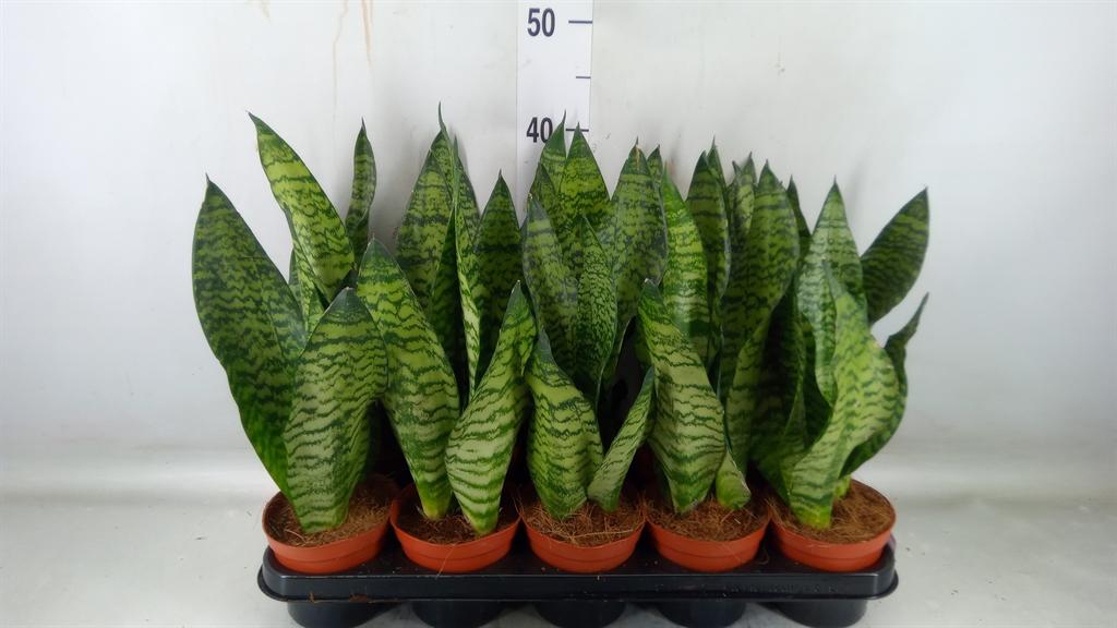 Горшечные цветы и растения оптом Sansevieria Zeylanica от 10шт из Голландии с доставкой по России