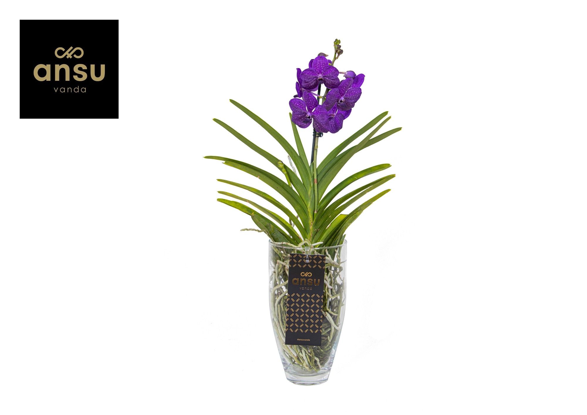 Горшечные цветы и растения оптом Vanda Charlotte Blue от 4шт из Голландии с доставкой по России