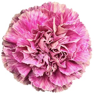Срезанные цветы оптом Dianthus st antigua от 80шт.. из Голландии с доставкой по России