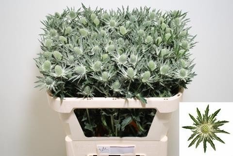 Срезанные цветы оптом Eryngium sirius от 30шт из Голландии с доставкой по России