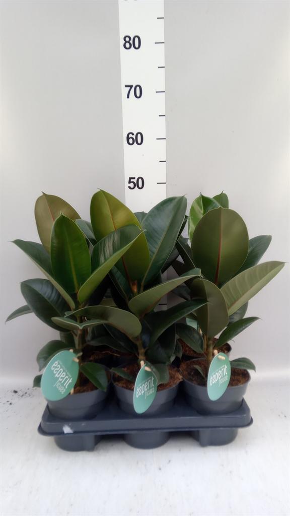 Горшечные цветы и растения оптом Ficus Elastica robusta от 6шт из Голландии с доставкой по России