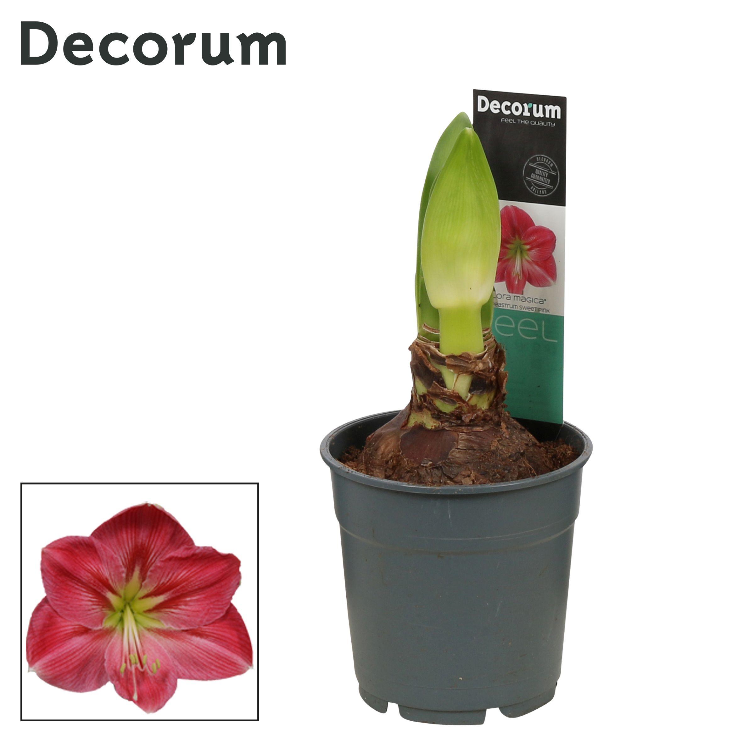 Горшечные цветы и растения оптом Hipp Sweet Pink 2pp Extra Op (decorum) от 10шт из Голландии с доставкой по России