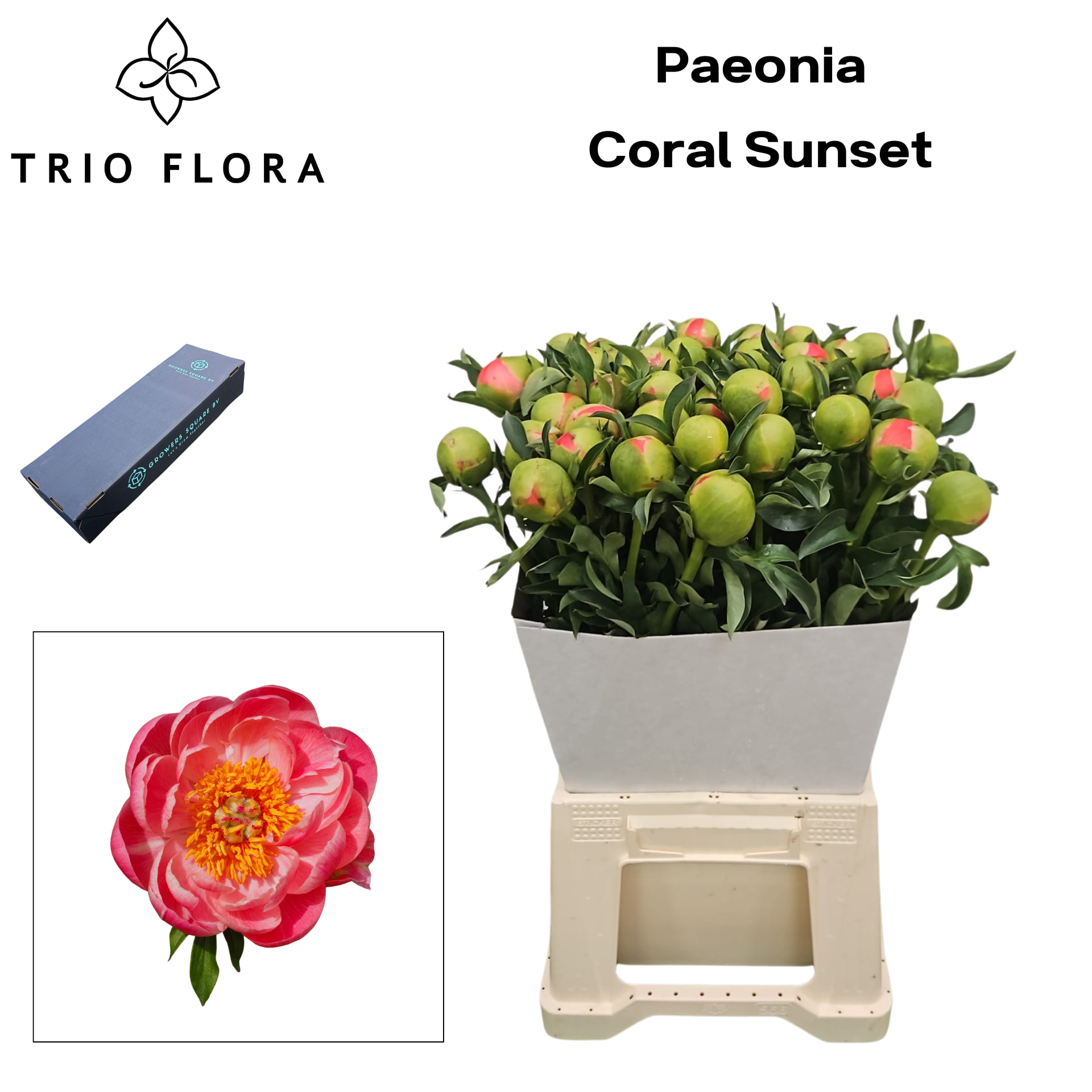 Срезанные цветы оптом Paeonia coral sunset от 80шт из Голландии с доставкой по России