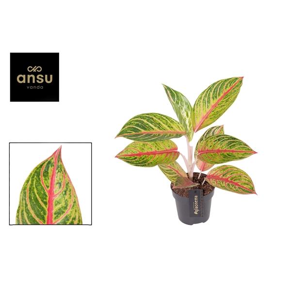 Горшечные цветы и растения оптом Aglaonema Red Okapi от 6шт из Голландии с доставкой по России