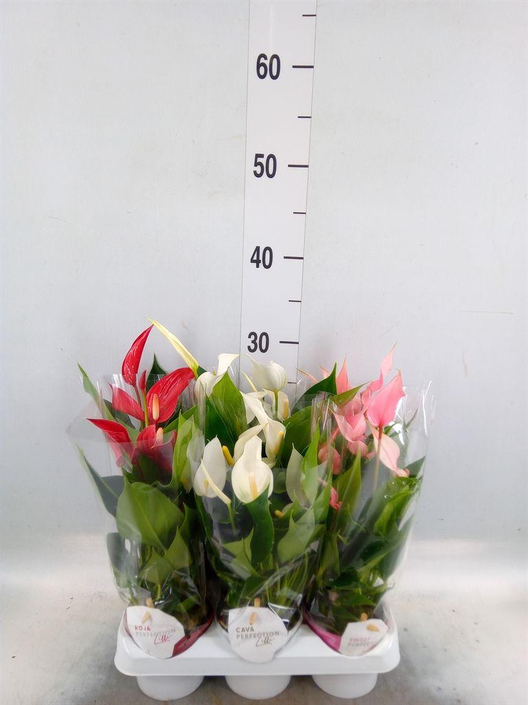 Горшечные цветы и растения оптом Anthurium   ...mix от 6шт (для телеги) из Голландии с доставкой по России