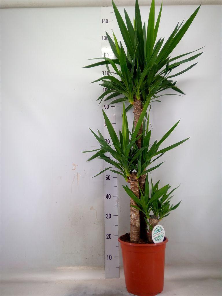 Горшечные цветы и растения оптом Yucca   ... от 1шт из Голландии с доставкой по России