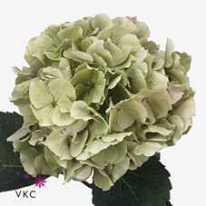 Срезанные цветы оптом Hydrangea verena classic от 10шт. из Голландии с доставкой по России