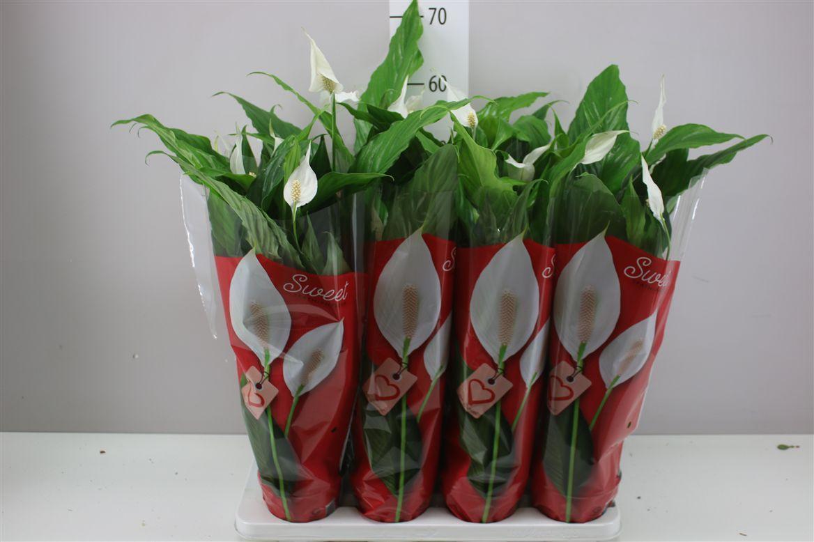Горшечные цветы и растения оптом Spathiphyllum Sweet Chico от 8шт из Голландии с доставкой по России