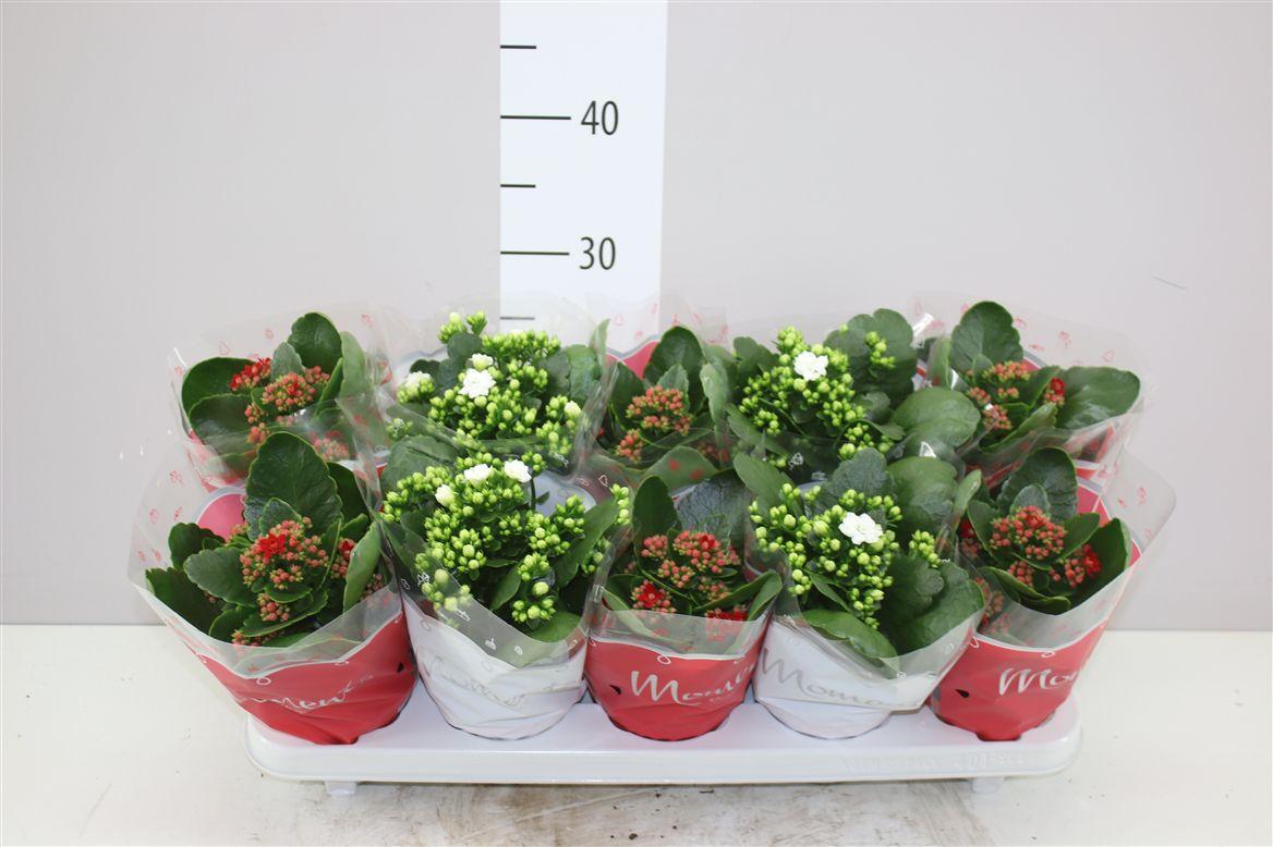 Горшечные цветы и растения оптом Kalanchoe Calandiva Rood Wit от 10шт из Голландии с доставкой по России