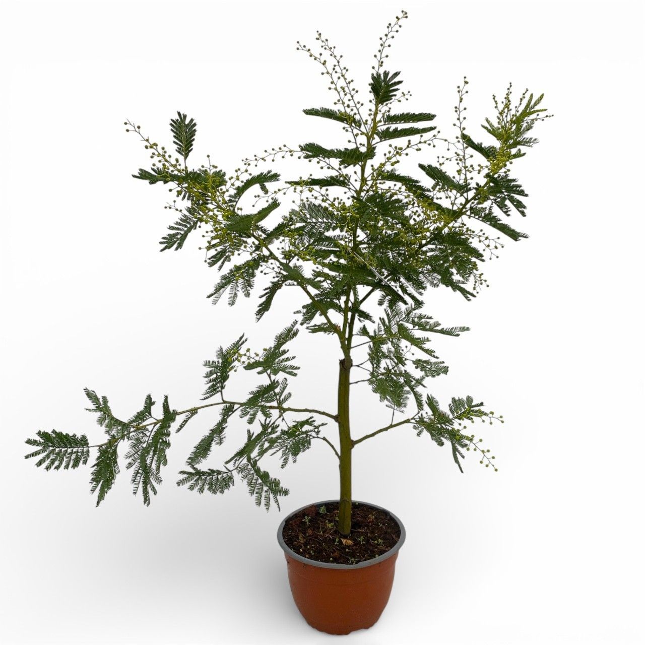 Горшечные цветы и растения оптом Mimosa (acacia Dealbata) - Bonsai от 1шт из Голландии с доставкой по России