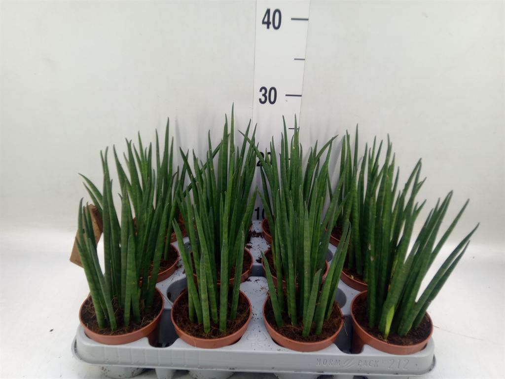 Горшечные цветы и растения оптом Sansevieria Bacularis от 12шт (для телеги) из Голландии с доставкой по России