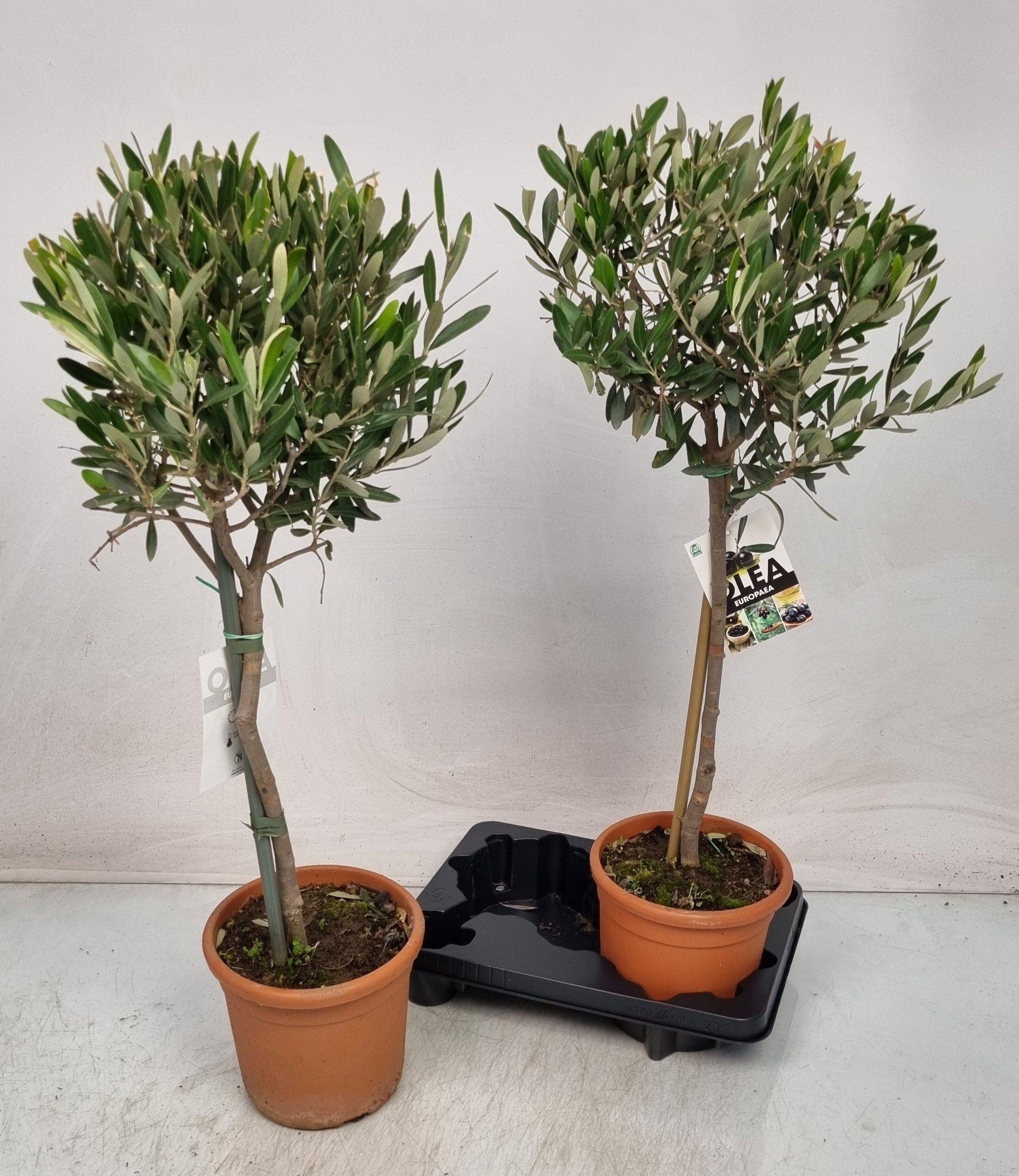 Горшечные цветы и растения оптом Olea Europaea от 2шт из Голландии с доставкой по России