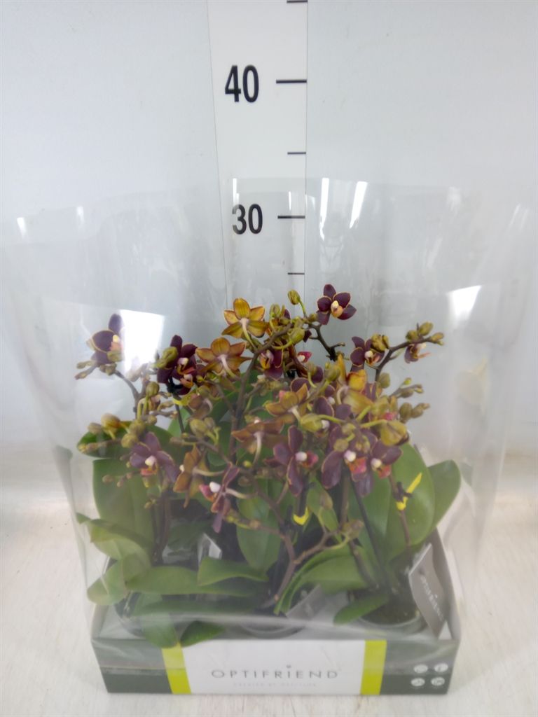 Горшечные цветы и растения оптом Phalaenopsis Multi.   ... от 8шт (для телеги) из Голландии с доставкой по России