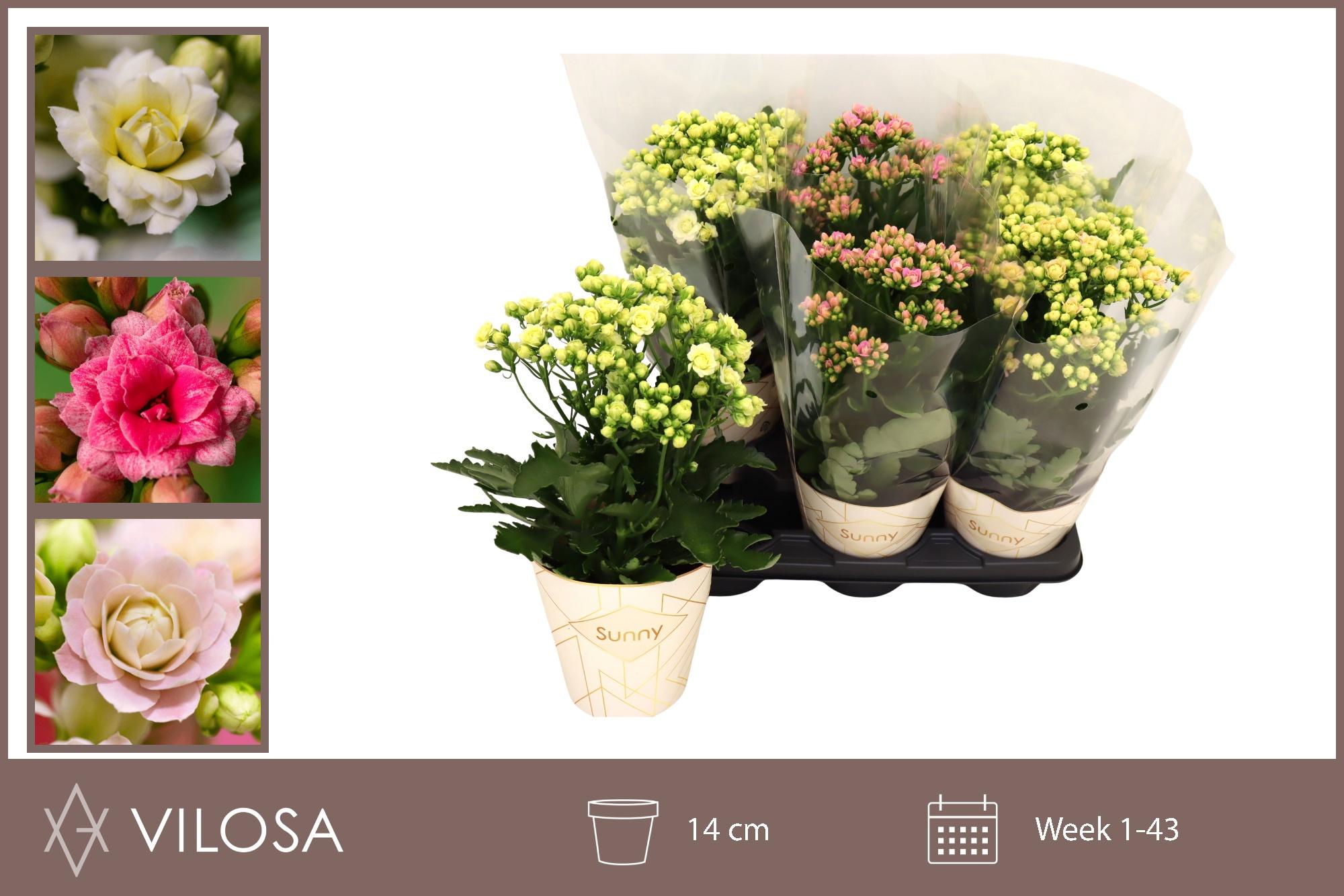 Горшечные цветы и растения оптом Kal Ov от 6шт из Голландии с доставкой по России