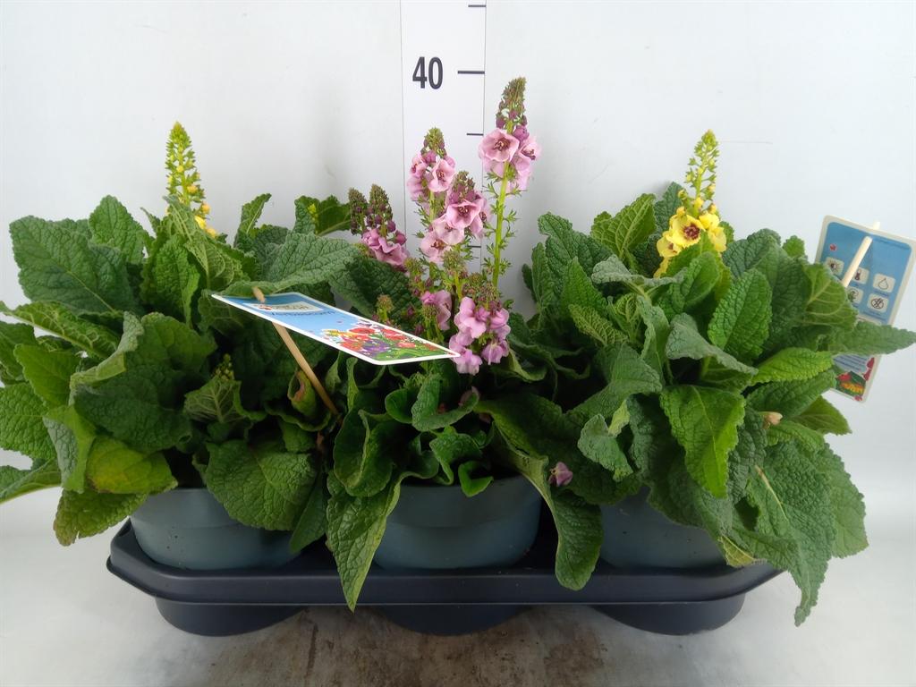 Горшечные цветы и растения оптом Verbascum Phoeniceum от 3шт из Голландии с доставкой по России