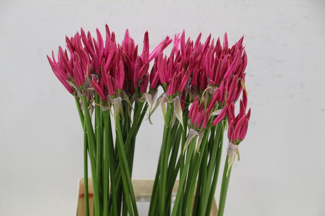 Срезанные цветы оптом Nerine pink от 100шт из Голландии с доставкой по России