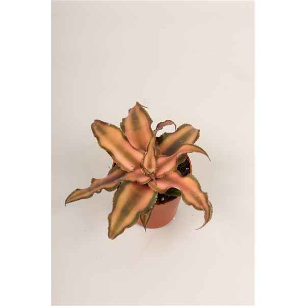 Горшечные цветы и растения оптом Cryptanthus Bivitatus от 14шт из Голландии с доставкой по России