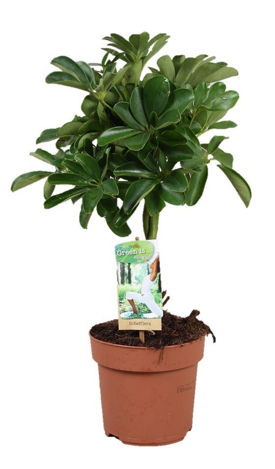 Горшечные цветы и растения оптом Schefflera Nora Twisted Stem от 1шт из Голландии с доставкой по России