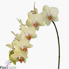 Срезанные цветы оптом Phalaenopsis arezzo (per stem) от 6шт.. из Голландии с доставкой по России