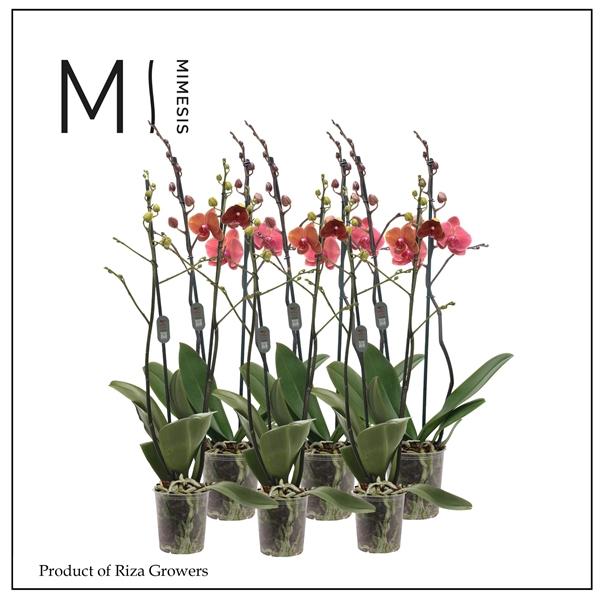 Горшечные цветы и растения оптом Phal 2st Orange от 10шт из Голландии с доставкой по России