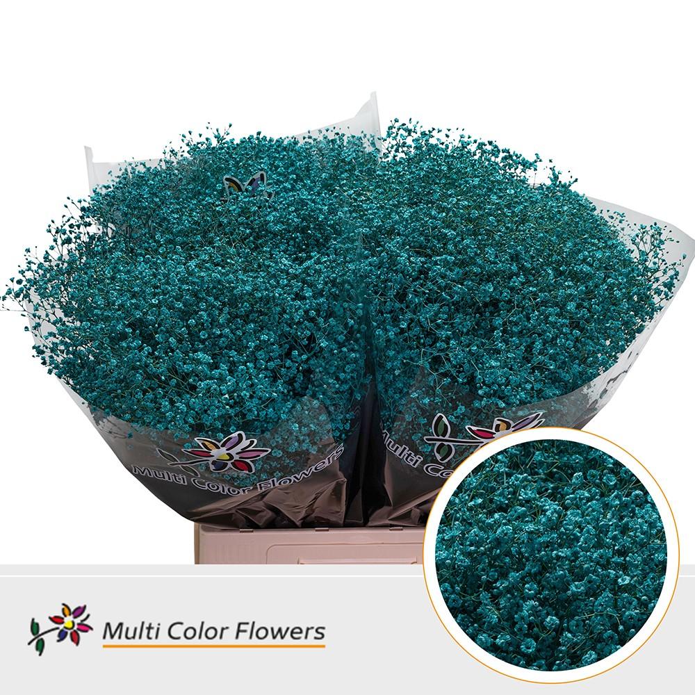 Срезанные цветы оптом Gyps fine paint turqoise от 100шт из Голландии с доставкой по России