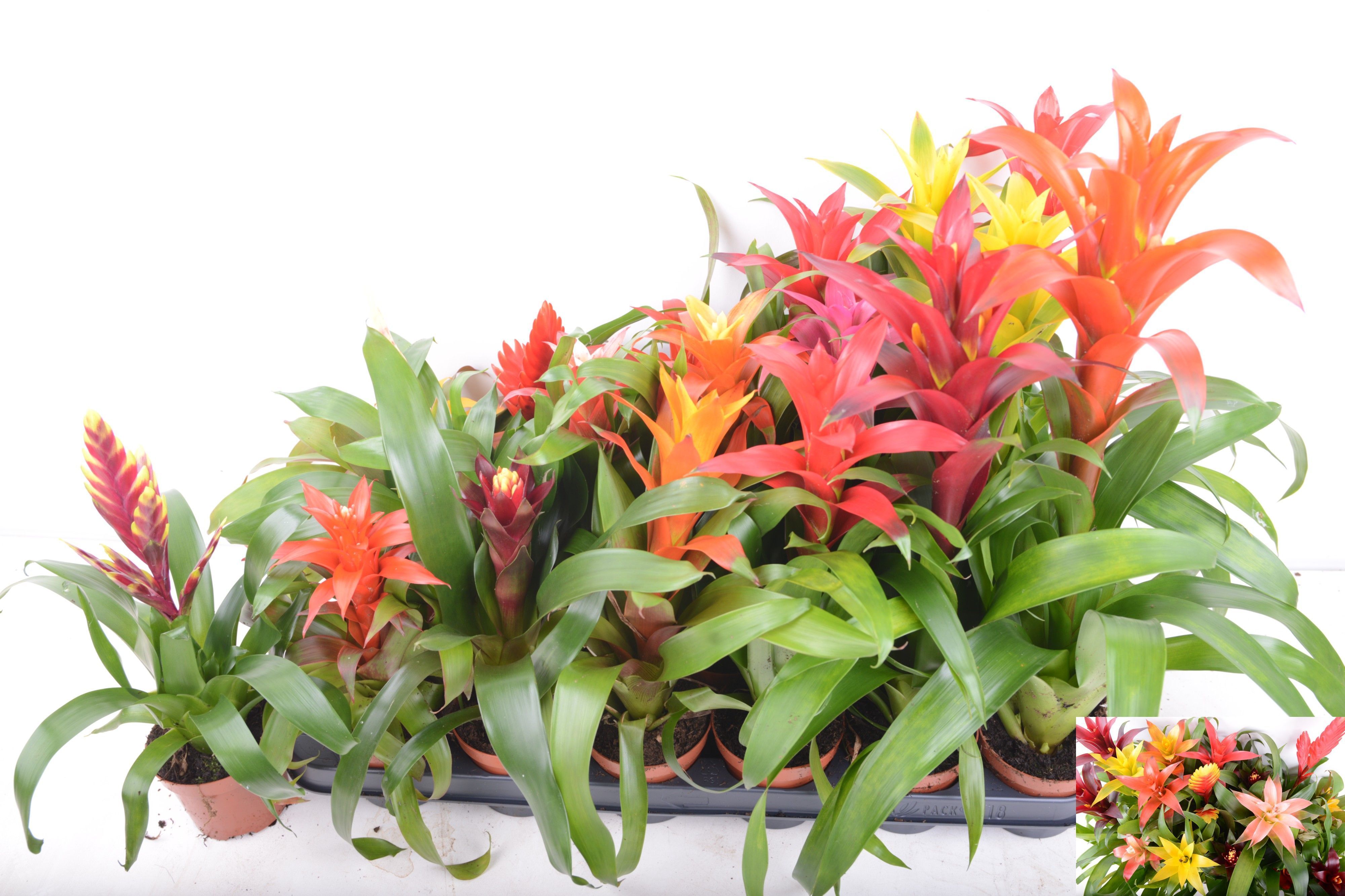 Горшечные цветы и растения оптом Bromelia  Gem 14 Srt от 18шт из Голландии с доставкой по России