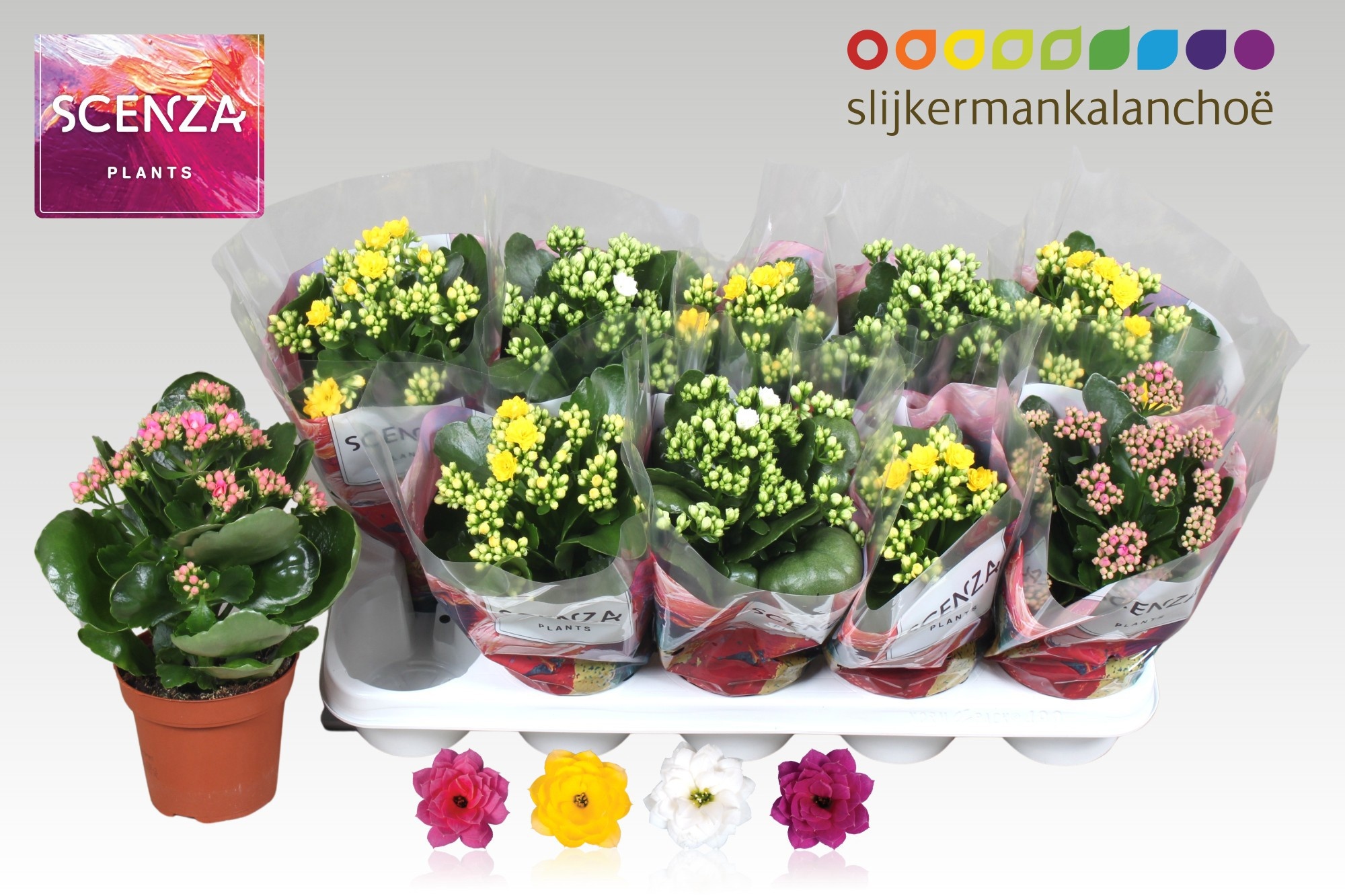 Горшечные цветы и растения оптом Kal Ge Gem 4 Kl от 10шт из Голландии с доставкой по России