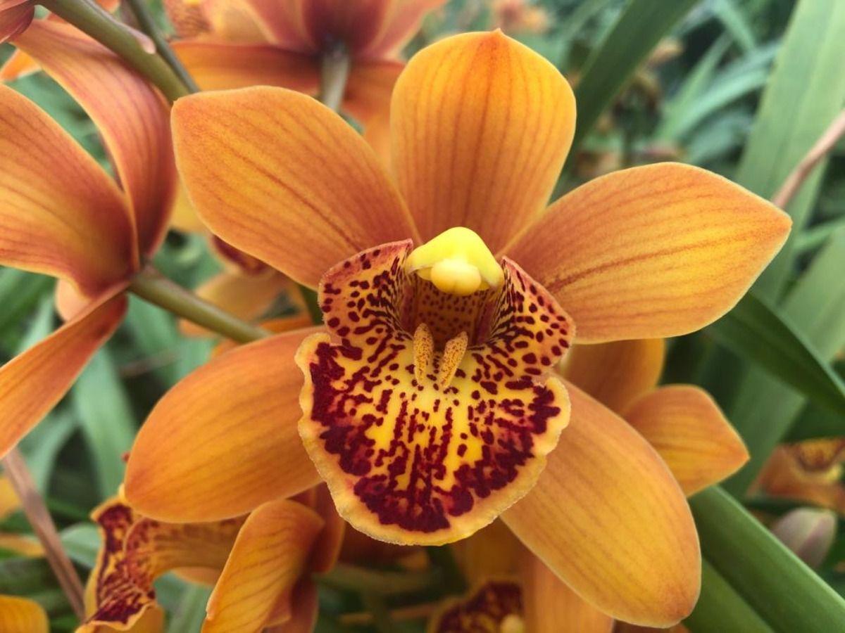 Срезанные цветы оптом Minicymbidium brown enzan forest majolica от 10шт из Голландии с доставкой по России