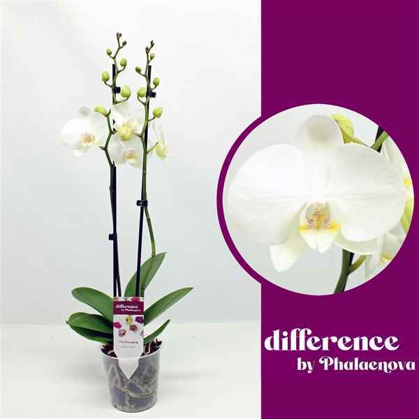Горшечные цветы и растения оптом Phal 2st Izzy 14+ (phalaenova) от 10шт из Голландии с доставкой по России