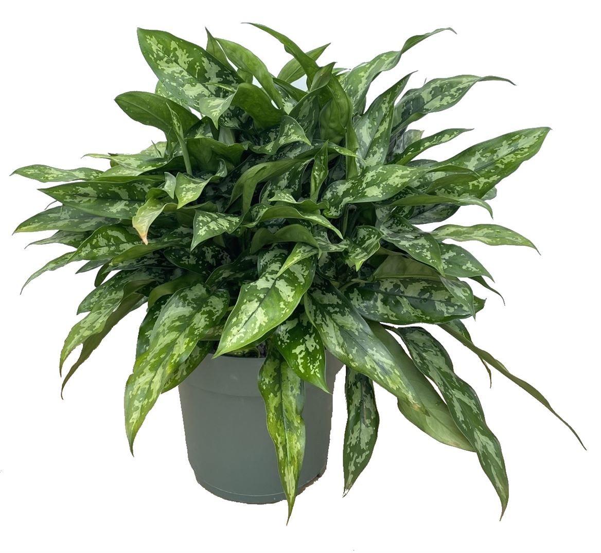 Горшечные цветы и растения оптом Aglaonema Maria от 1шт из Голландии с доставкой по России