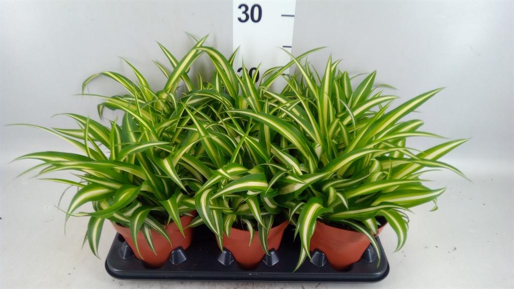 Горшечные цветы и растения оптом Chlorophytum Com. vittatum от 6шт из Голландии с доставкой по России