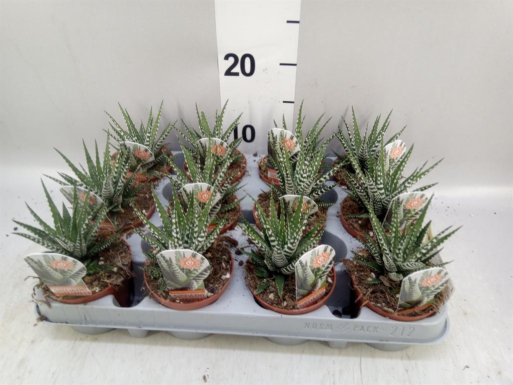 Горшечные цветы и растения оптом Haworthia Fasciata big Band от 12шт (для телеги) из Голландии с доставкой по России