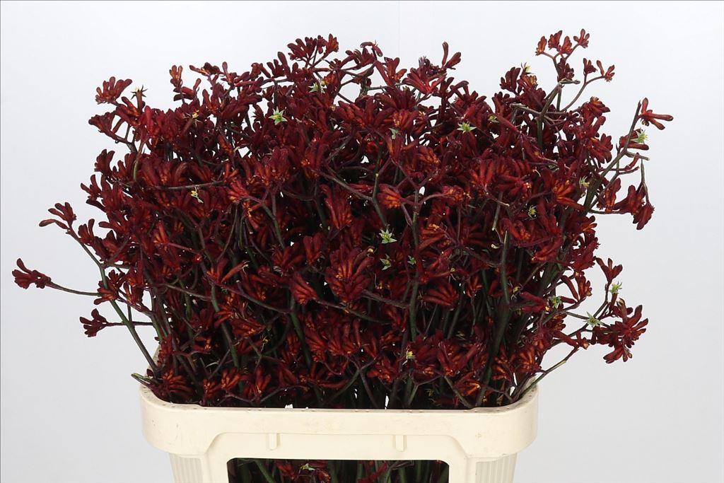 Срезанные цветы оптом Anigozanthos bush ruby от 80шт из Голландии с доставкой по России