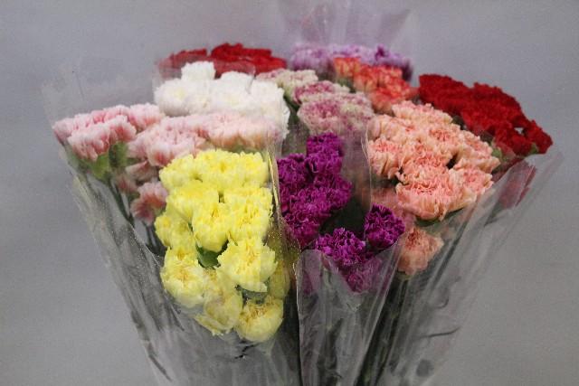 Срезанные цветы оптом Dianthus st mix in bucket от 80шт из Голландии с доставкой по России