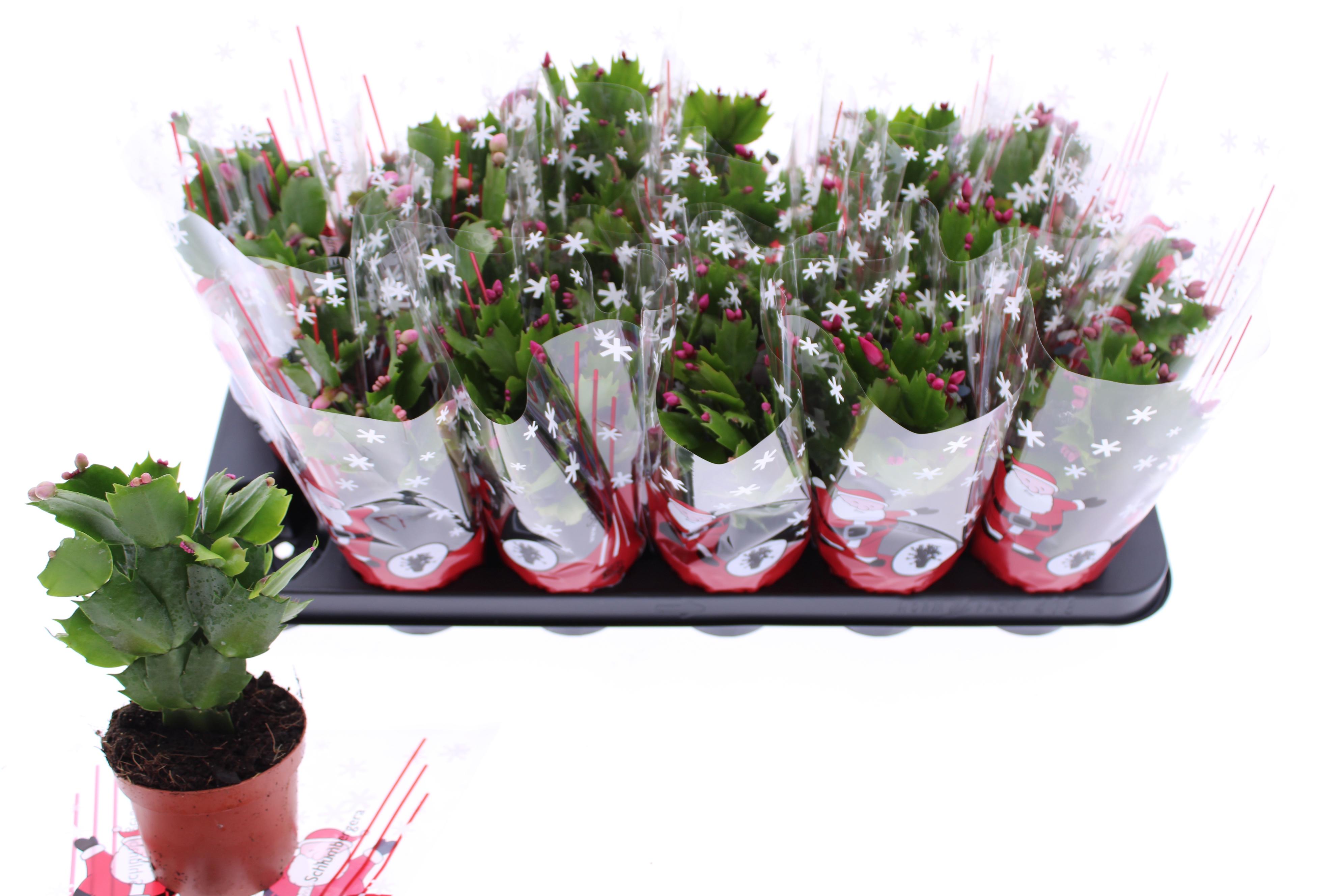 Горшечные цветы и растения оптом Schlumb Ov от 18шт (для телеги) из Голландии с доставкой по России