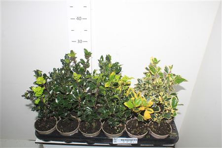 Горшечные цветы и растения оптом Ilex Ov от 18шт (для телеги) из Голландии с доставкой по России