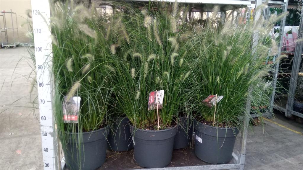 Горшечные цветы и растения оптом Pennisetum Alopec. hameln A от 1шт из Голландии с доставкой по России