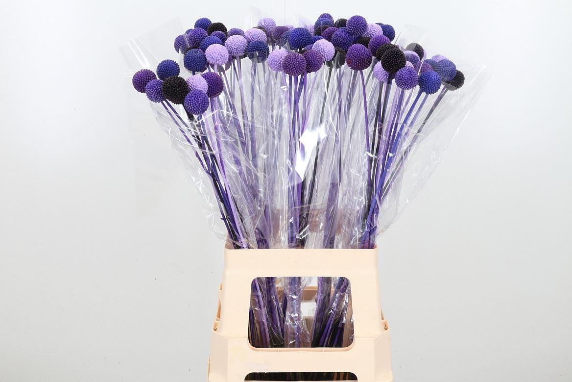 Срезанные цветы оптом Craspedia paint mix purple от 100шт из Голландии с доставкой по России