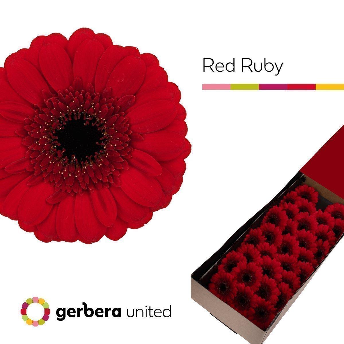 Срезанные цветы оптом Germini red ruby от 60шт из Голландии с доставкой по России