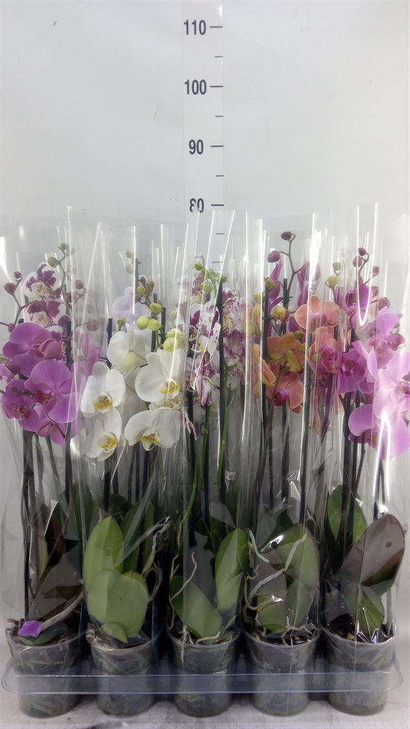 Горшечные цветы и растения оптом Phalaenopsis   ...mix  5 от 10шт из Голландии с доставкой по России