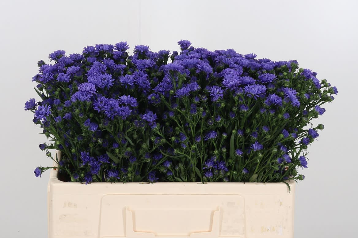 Срезанные цветы оптом Aster astee milka dark от 125шт из Голландии с доставкой по России Срезанные цветы оптом Aster astee milka dark от 125шт из Голландии с доставкой по России