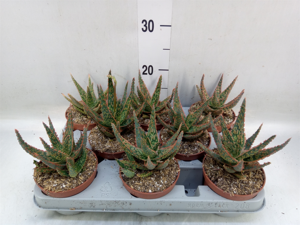 Горшечные цветы и растения оптом Aloe   ... от 8шт из Голландии с доставкой по России