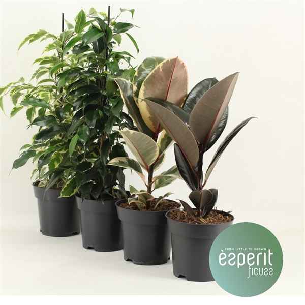 Горшечные цветы и растения оптом Ficus Mix 3-4 Srt от 8шт из Голландии с доставкой по России